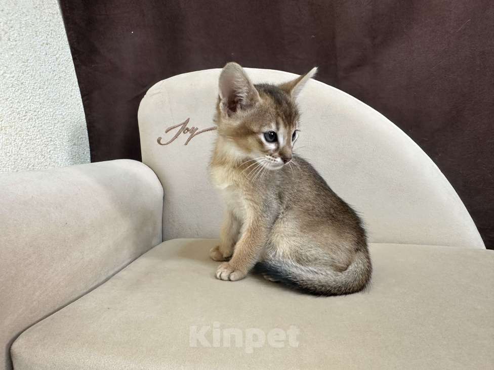Кошки в Москве: абиссинская кошечка дикого окраса под резерв  Девочка, 85 000 руб. - фото 2
