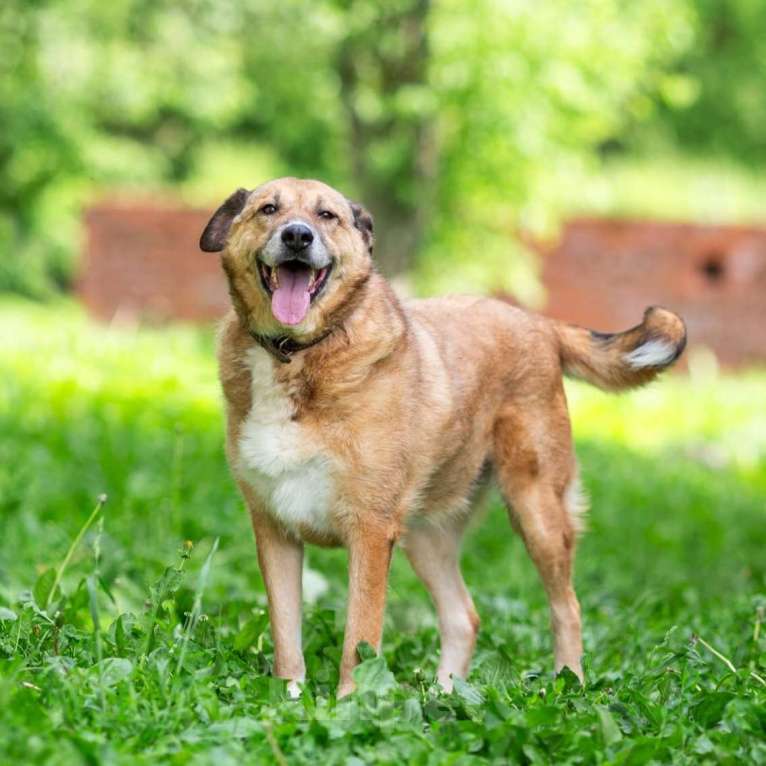 Собаки в других городах Московской области: Буся - путешественница Девочка, 1 руб. - фото 6