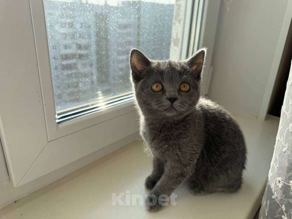 Кошки в Красноярске: Шотландская прямоухая котенок Девочка, 7 000 руб. - фото 2