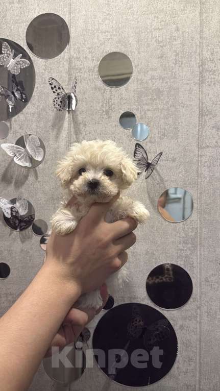 Собаки в Казани: Мальтипу F1  Девочка, 130 руб. - фото 4