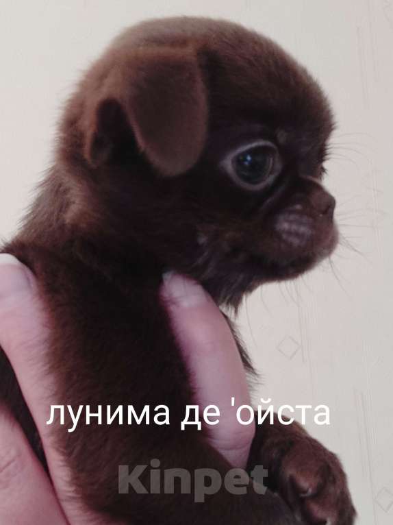 Собаки в Уфе: Девочка чихуахуа Девочка, 45 000 руб. - фото 2