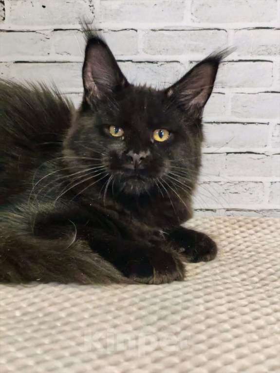 Кошки в Екатеринбурге: котята мейн-кун Девочка, 40 000 руб. - фото 1