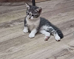 Кошки в Москве: Котенок девочка Девочка, Бесплатно - фото 4