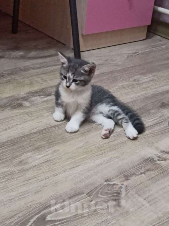 Кошки в Москве: Котенок девочка Девочка, Бесплатно - фото 4