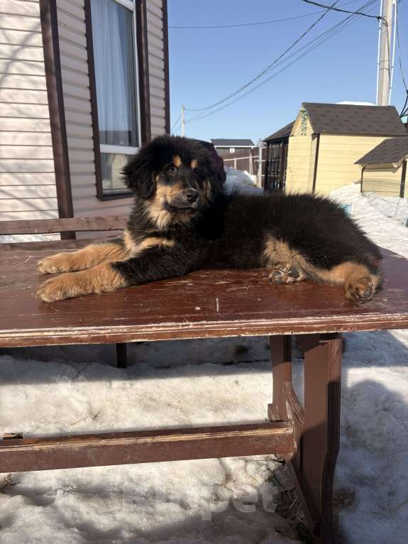 Собаки в других городах Московской области: Щенок банхара Девочка, Бесплатно - фото 3