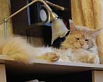 Кошки в Москве: Опытный кот мейн-кун.Вязка, 5 000 руб. - фото 5