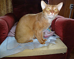 Кошки в Москве: Вязка с абиссинским котом интерчемпионом., 4 000 руб. - фото 9