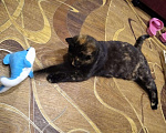 Кошки в Сертолово: Стерилизованная кошечка 6 месяцев, Бесплатно - фото 3