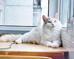 Кошки в Малмыже: Кот Лёва ждёт семью, 100 руб. - фото 4