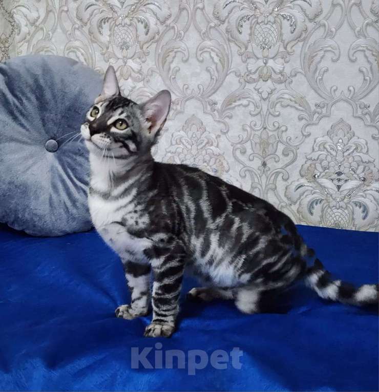 Кошки в Москве: Бенгальские котята серебро  Мальчик, 55 000 руб. - фото 4