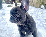 Собаки в других городах Краснодарского края: Французский бульдог в голубом окрасе Мальчик, 35 000 руб. - фото 2