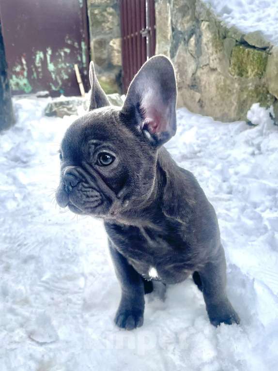Собаки в других городах Краснодарского края: Французский бульдог в голубом окрасе Мальчик, 35 000 руб. - фото 2