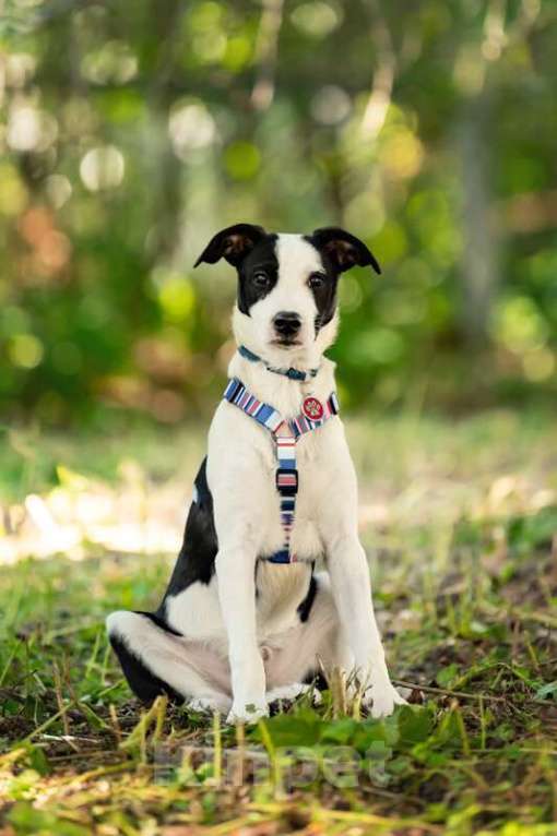 Собаки в Москве: Прекрасный щенок Дарэлл в добрые руки. Мальчик, Бесплатно - фото 9
