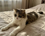 Кошки в Красногорске: Молоденькая ласковая кошечка Алиса 1,5 годика ищет дом Девочка, Бесплатно - фото 3