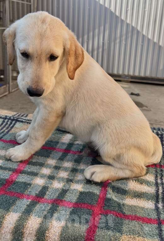 Собаки в Краснодаре: Щенки лабрадора палевые ркф Мальчик, 25 000 руб. - фото 6
