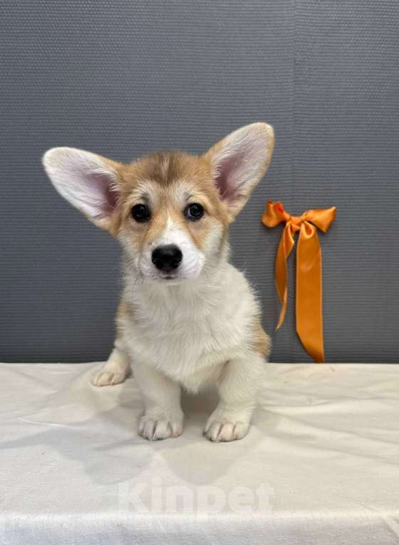 Собаки в Кургане: Щенок вельш корги пемброк, сука Девочка, 50 000 руб. - фото 3