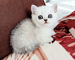 Кошки в Кинели: Вязка с Колорным Британским Котом NS 11 33  Мальчик, 10 000 руб. - фото 8