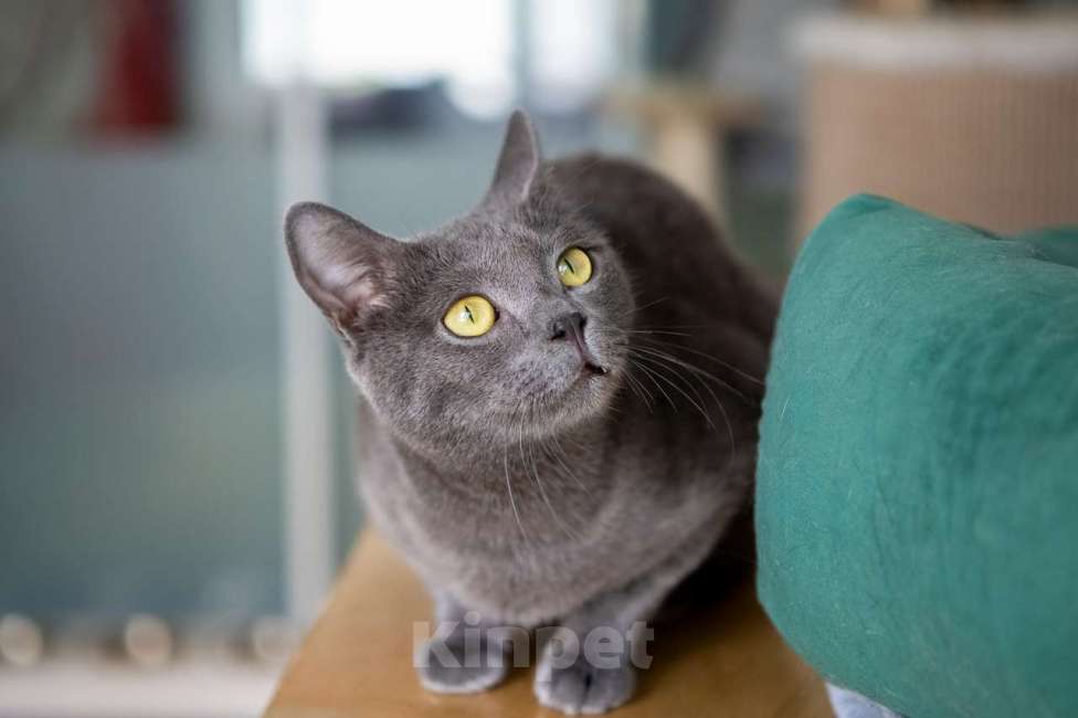 Кошки в Москве: Тео Мальчик, Бесплатно - фото 3