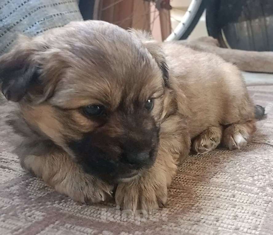 Собаки в Севастополе: В добрые ручки Девочка, Бесплатно - фото 2