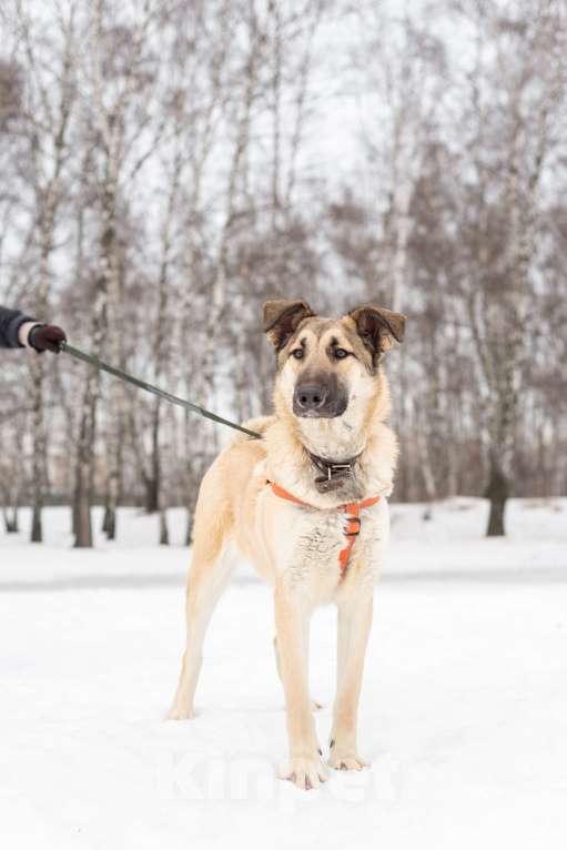 Собаки в Москве: Сестрёнка и брат ищут родителей Мальчик, Бесплатно - фото 4