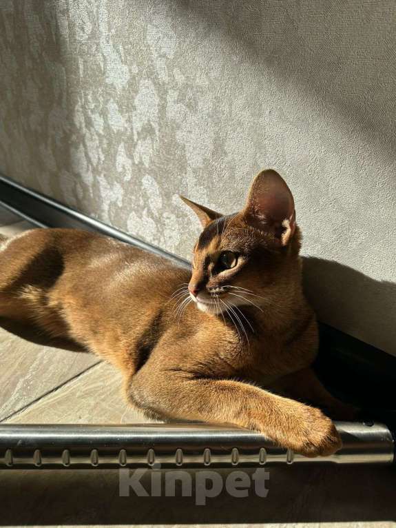 Кошки в Реутове: Леончик Мальчик, Бесплатно - фото 4