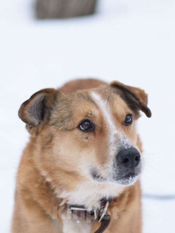 Собаки в Москве: Фокс Мальчик, Бесплатно - фото 1