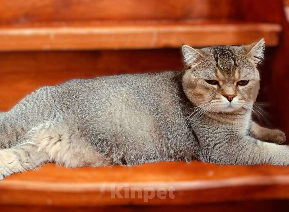 Кошки в Ижевске: Британская золотая шиншилла, киска Девочка, Бесплатно - фото 5