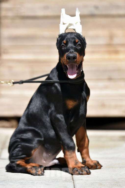 Собаки в Голицыно: Щенки добермана Мальчик, 100 000 руб. - фото 5