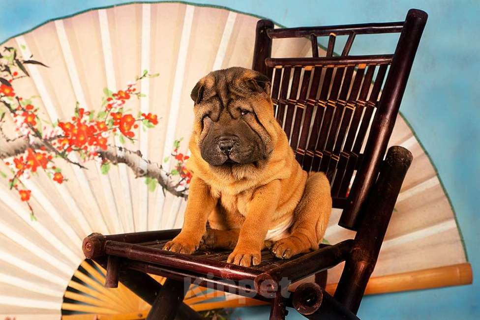 Собаки в Москве: Щенок шарпея Черномордин Мальчик, 25 000 руб. - фото 4