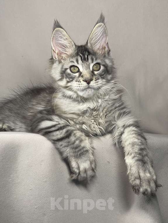 Кошки в Магнитогорске: Мейн-кун котёнок Мальчик, Бесплатно - фото 1