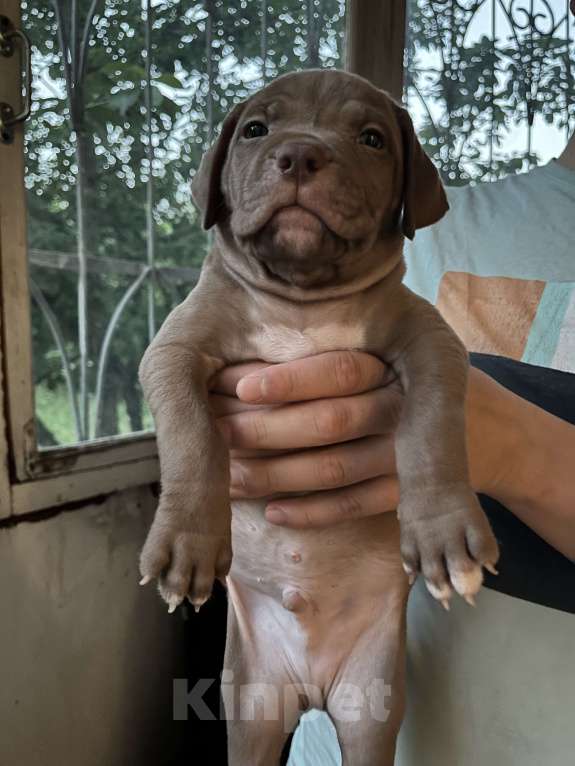 Собаки в Казани: Щенки американского питбультерьера  Мальчик, 20 000 руб. - фото 2