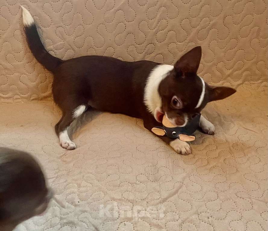 Собаки в Санкт-Петербурге: Питомник предлагает щенков чихуахуа Девочка, 80 000 руб. - фото 5