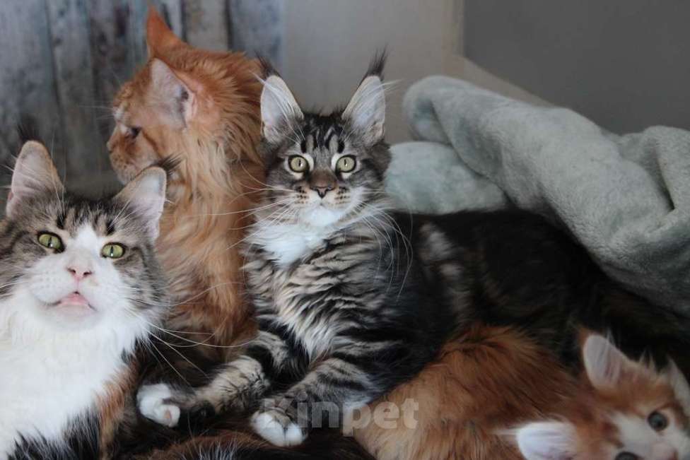 Кошки в Екатеринбурге: Роксет - котенок мейн-кун Девочка, 25 000 руб. - фото 1