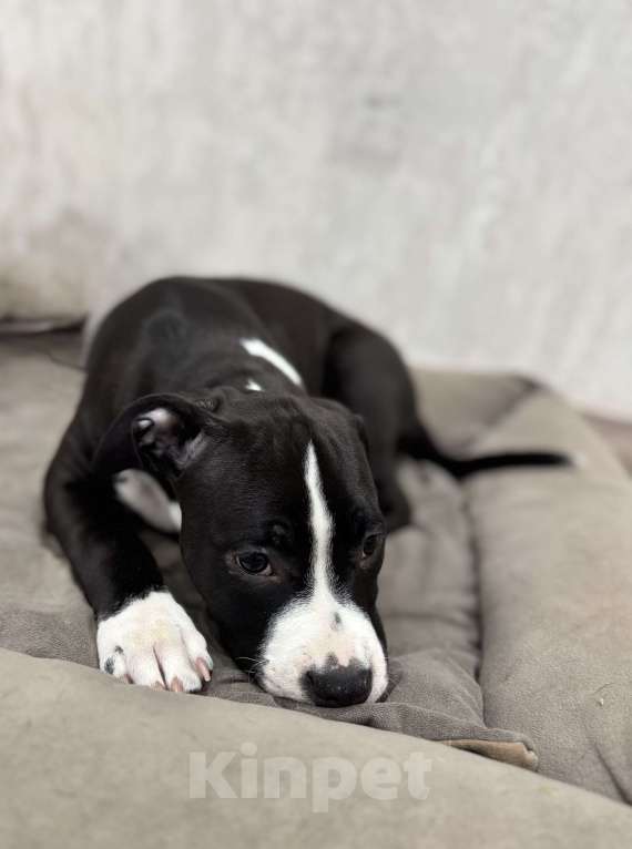 Собаки в Москве: ЩЕНКИ АМЕРИКАНСКОГО СТАФФОРДШИРСКОГО ТЕРЬЕРА ОТ ТИТУЛОВАННЫХ РОДИТЕЛЕЙ Девочка, Бесплатно - фото 6