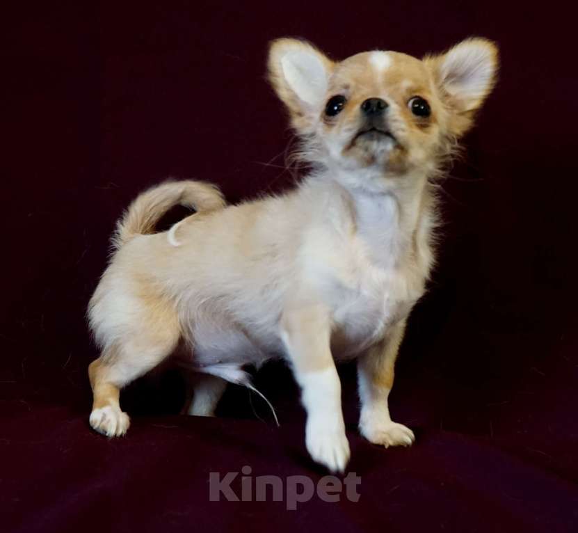 Собаки в Санкт-Петербурге: Мини Нельсон Мальчик, 60 000 руб. - фото 3