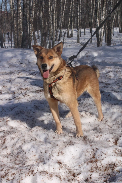 Собаки в Москве: Молодой пес из приюта Мальчик, Бесплатно - фото 5