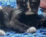 Кошки в Балашихе: Котята на радость и счастье Девочка, Бесплатно - фото 3