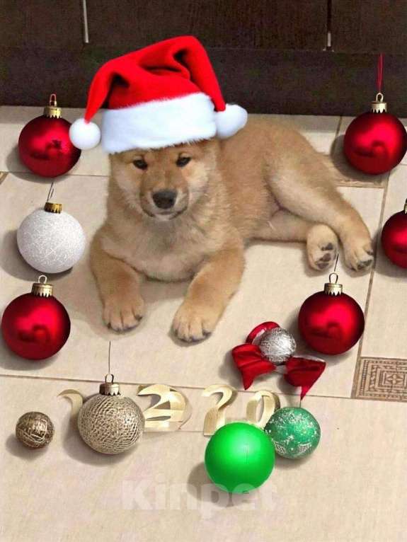 Собаки в Санкт-Петербурге: Продам парня и девочку сиба ину Девочка, 100 000 руб. - фото 1