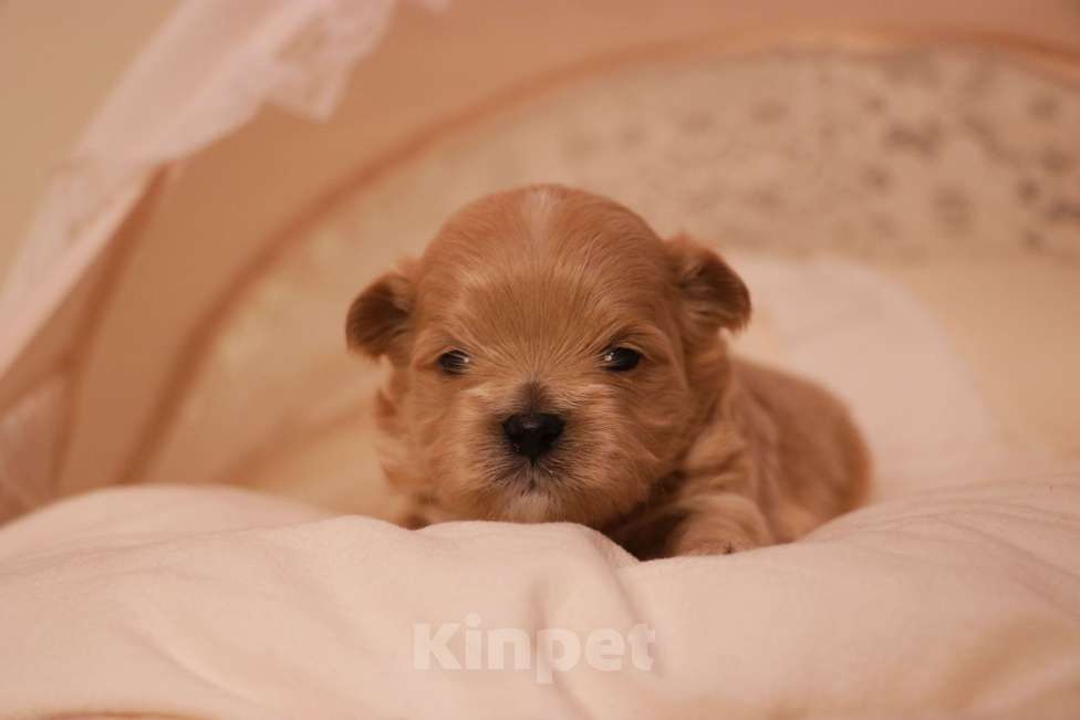 Собаки в Москве: Мальтипу светлый мальчик Мальчик, 90 000 руб. - фото 1