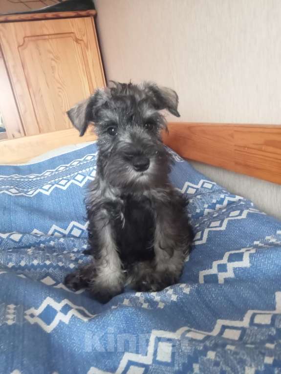 Собаки в Белгороде: Щенки цвергшнауцера Мальчик, Бесплатно - фото 1