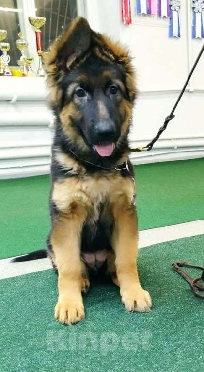 Собаки в Кирове: Щенки Немецкой овчарки Девочка, 40 000 руб. - фото 2