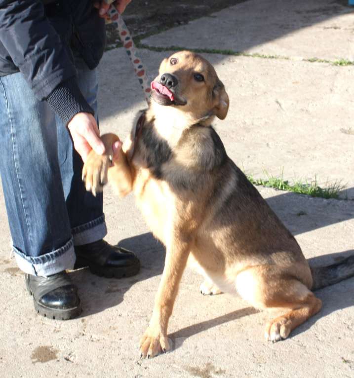 Собаки в Москве: Молоденькая ласкушечка Ариша в самые добрые руки  Девочка, Бесплатно - фото 6