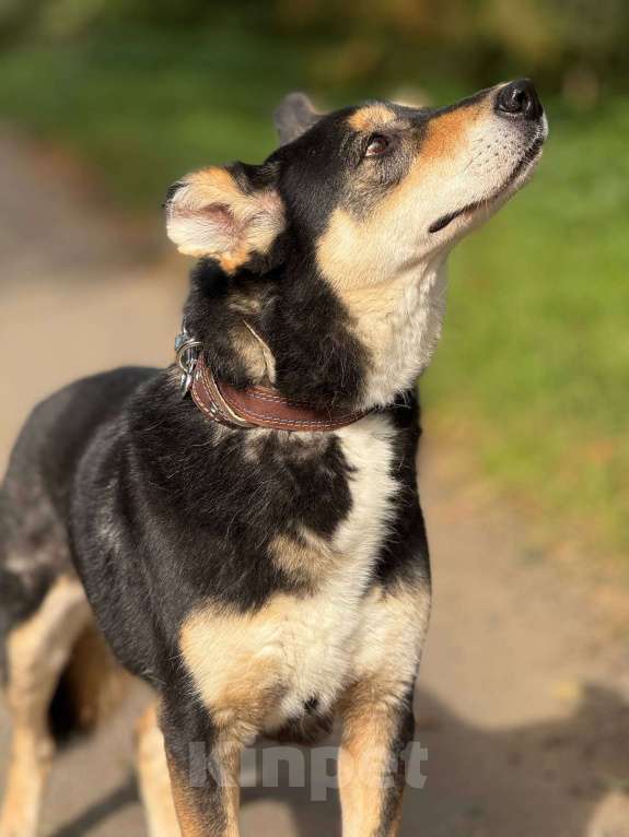 Собаки в Москве: Френки-пес над которым издевались Мальчик, Бесплатно - фото 4