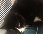 Кошки в Санкт-Петербурге: Очень нужна помощь-дом или передержка для кошечки Луны Девочка, Бесплатно - фото 6