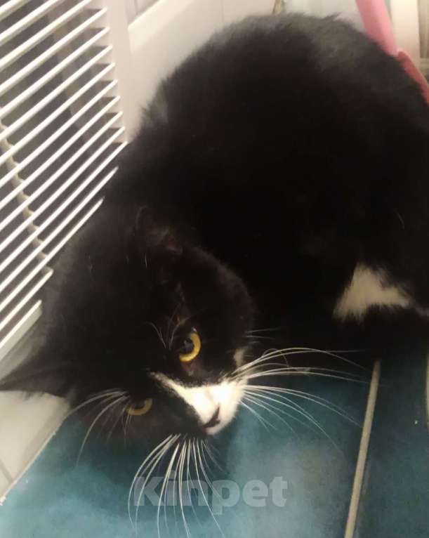 Кошки в Санкт-Петербурге: Очень нужна помощь-дом или передержка для кошечки Луны Девочка, Бесплатно - фото 6