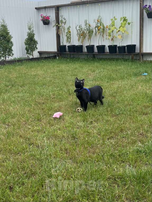 Кошки в Тольятти: Кот в добрые руки Мальчик, Бесплатно - фото 6