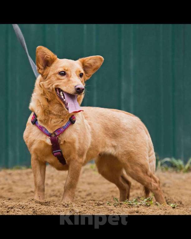 Собаки в других городах Московской области: Малышка Зизи ищет семью Девочка, Бесплатно - фото 7
