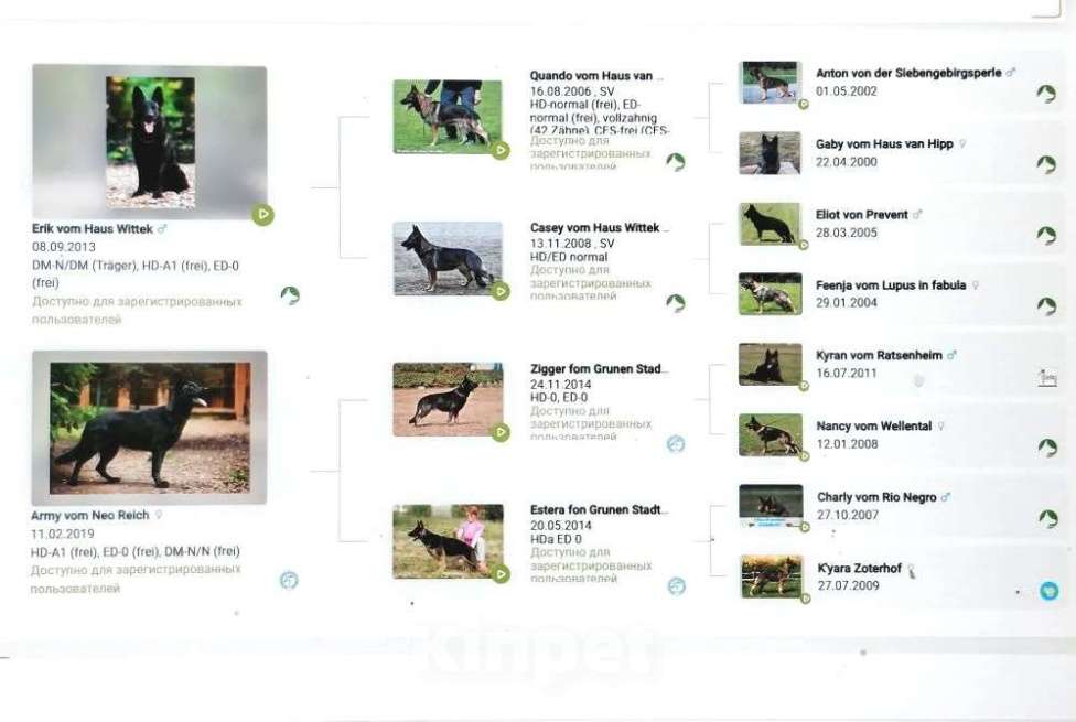 Собаки в других городах Московской области: Собаки щенки немецкой овчарки рабочего разведения Девочка, 80 000 руб. - фото 9