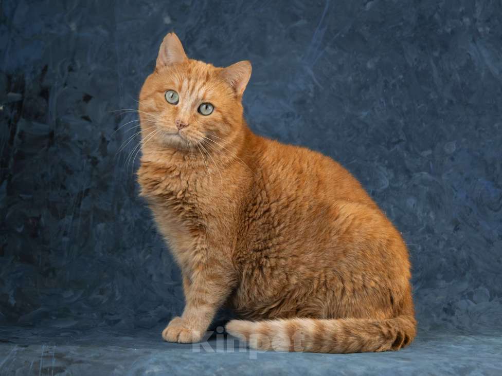 Кошки в Москве: Яша Солнышко Мальчик, Бесплатно - фото 4