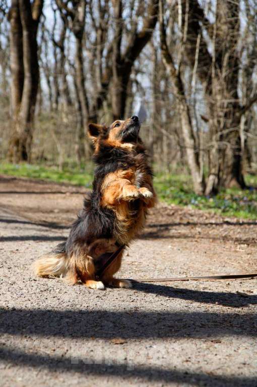 Собаки в других городах Московской области: Я Крош! ))) Мальчик, Бесплатно - фото 6